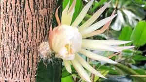 All about christmas cactus care. Cambridge Moonflower Wait Over For Uk S First Bloom Bbc News