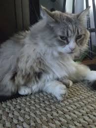 But after the introduction period was over they get along fairly well. Munchkin Mix Thecatsite