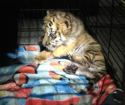 Exotic pet veterinarians near me. Exotic Pets Born Free Usa