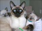Purebred siamese kittens for sale - May 2020
