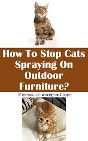 13 Delectable Stop Neighbours Cat Spraying My House Cat Spray Male Cat Spraying Cats