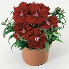 Image result for Celosia pandurata