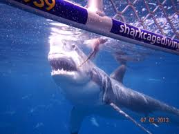 Shark cage diving in port lincoln, south australia. Great White Shark Cage Diving With Calypso Star Charters Port Lincoln South Australia Best Day Of Our Lives Shark Cage Diving Great White Shark Shark