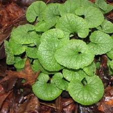 Image result for Lobelia petiolata