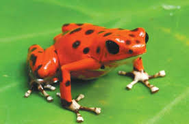 Maybe you would like to learn more about one of these? A Whole New World With Exotic Reptile Livestock And Supplies Pet Age