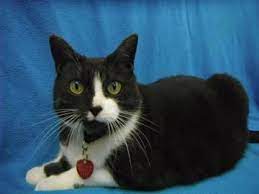 Pin On Cats For Adoption