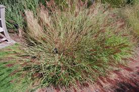 Image result for Bothriochloa bladhii