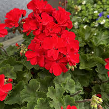 Image result for Geranium