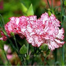 Carnation Benigna 100 Seeds Dianthus Caryophyllus Chabaud Etsy In 2021 Carnation Flower Carnations Dianthus Caryophyllus