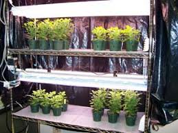 Each item was evaluated across a variety of factors: Growing Plants Indoors Under Supplemental Lighting Kent Kobayashi