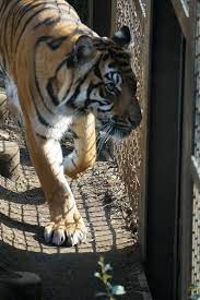 上野動物園 トラとライオン 上野動物園 ライオン トラ