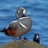 Duckhunter with a minimum order of 25 pounds. Https Encrypted Tbn0 Gstatic Com Images Q Tbn And9gcsyhdsrbs Nms7toxcqsifsasmhlc34xjpqsloa2acsubdsjyyy Usqp Cau