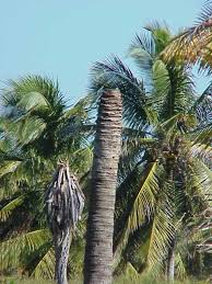 Pada pendapat kamu, apakah kelas bagi pokok kelapa? Batang Wikipedia Bahasa Melayu Ensiklopedia Bebas