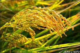 l14373 稻米 稻子 稻穀 水稻 稻穗 農業 農作物 稻田 農田 農地 水田 plant leaves plants photo