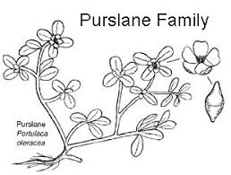 Image result for Portulacaceae