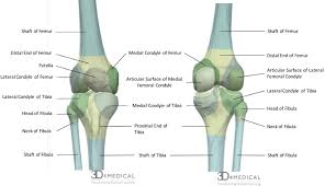 Lateral border of the adductor longus muscle which forms the medial (inner) side of the triangle. Bones Advanced Anatomy 2nd Ed