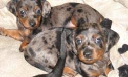 We did not find results for: Mini Dachshund Puppies For Sale Price 300 00 For Sale In Solon Iowa Stuffinus