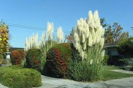 The Right Way To Cut Back Grasses - Finegardening