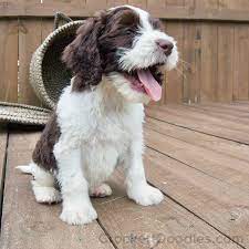 Springerdoodle A Perfect Combination Of Springer And Poodle Into One Happy Doodle Sproodle Puppies Springerdoodle Doodle Puppy