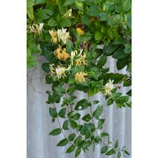 Image result for Lonicera confusa