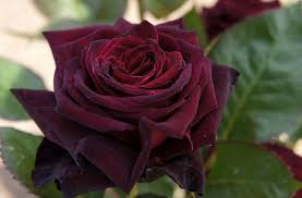 If you are considering upgrading your hanging baskets to something exotic, here are the top 10 most beautiful flowers in the world: Top 10 Most Beautiful Roses In The World 2 Black Baccara Dark Red Roses Hybrid Tea Roses Beautiful Rose Flowers