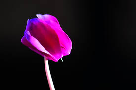 So many times it can be difficult to choose what flowers to send your girlfriend or your wife for important. Upside Down Flower Cyclamen Paul Ellis Flickr