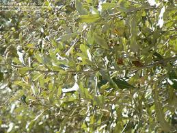 Image result for Tarchonanthus camphoratus