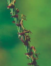 Image result for Cynodon dactylon