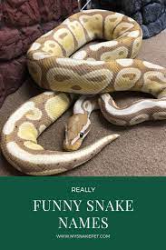 Funny Snake Names Petsnakes Ballpython Funny Snake Names Snake Names Snake