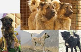 عکس بزرگترین سگ های سرابی. Ù‚ÙˆÛŒØªØ±ÛŒÙ† Ø³Ú¯ Ø¯Ù†ÛŒØ§ Û±Û± Ù‚Ø¯Ø±ØªÙ…Ù†Ø¯ØªØ±ÛŒÙ† Ø³Ú¯ Ù‡Ø§
