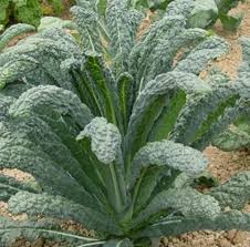 The flavours intensify when it rests. Kale Black Tuscan Nero Di Toscana Green Kale