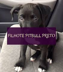 Filhote Pitbull Preto Pitbull Dogs Pitbull Mom Pitbull Dog Puppies Near Me