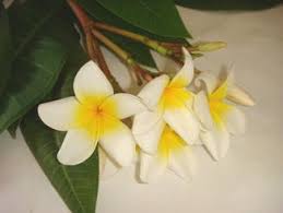 We did not find results for: Plumeria Rubra Springerlink