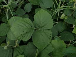 Image result for Neonotonia wightii