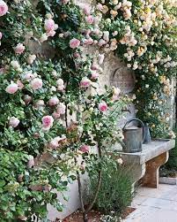 roses outside the cafe the casual counterpoint to gastronomic la table de levernois welcome pat small cottage garden ideas garden projects wall climbing plants