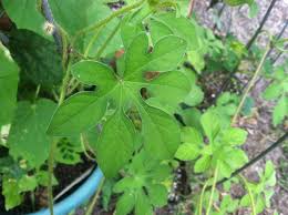 Image result for Ipomoea pes-tigridis