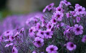 See more ideas about laptop wallpaper, hd wallpapers for laptop, wallpaper free download. 13 Laptop Wallpapers Ideas Laptop Wallpaper Flowers Canvas Photography