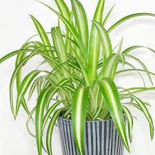 Image result for Chlorophytum comosum