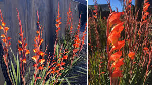 Image result for Gladiolus dalenii