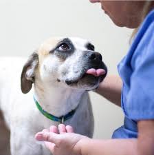 3020 s gilbert rd ste 1. Veterinarian In Summerville Sc Sangaree Animal Hospital