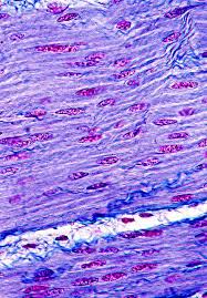 That's why raps keeps regulatory focus™ news available to everyone. Making Skeletal Muscle From Human Pluripotent Stem Cells Intechopen