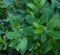 Image result for Rhoicissus digitata