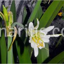 Image result for Ismene