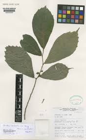 Image result for Streblus