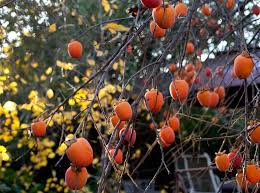 The japanese beetle has a voracious appetite that makes it especially destructive. Tree Spotlight Japanese Persimmon Hachiya Canopy Canopy