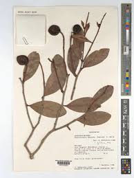 Image result for Magnistipula