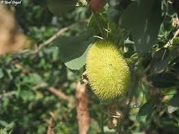 Image result for Cucumis aetheocarpus