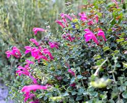 Image result for Scutellaria violascens