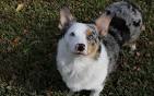 Australian Shepherd Corgi Mix: Augie Dog Breed | Corgi Mix ...