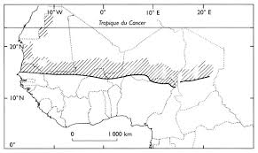 Image result for Acacia adenocalyx